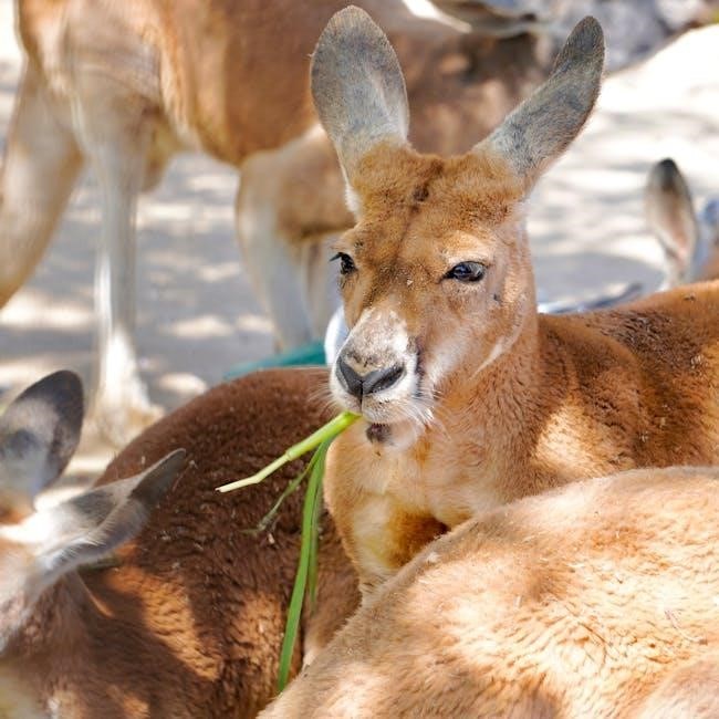 kangaroo feeding pump manual